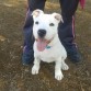 mi rocky con 3 meses